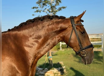 PRE Mestizo, Yegua, 10 años, 170 cm, Alazán-tostado