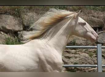 PRE Mestizo, Yegua, 10 años, Buckskin/Bayo