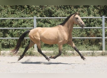 PRE Mestizo, Yegua, 10 años, Buckskin/Bayo