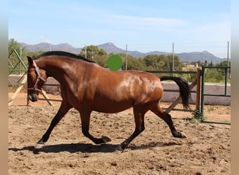 PRE Mestizo, Yegua, 11 años, 158 cm, Castaño