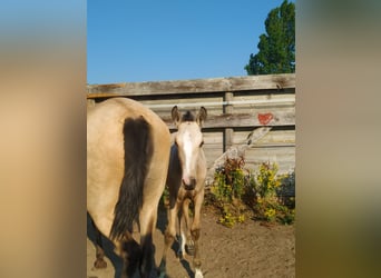 PRE Mestizo, Yegua, 11 años, 160 cm, Palomino