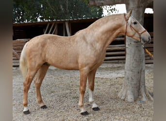PRE Mestizo, Yegua, 11 años, 160 cm, Palomino