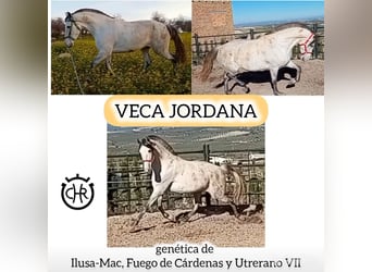 PRE Mestizo, Yegua, 11 años, 163 cm, Tordo