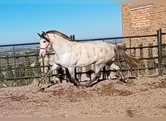 PRE Mestizo, Yegua, 11 años, 163 cm, Tordo