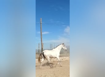 PRE, Yegua, 11 años, 168 cm, Tordo