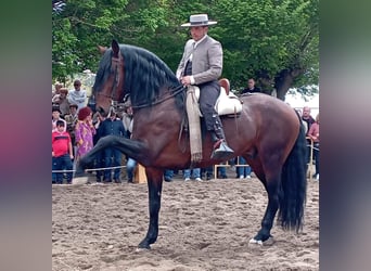 PRE, Yegua, 11 años, 168 cm, Tordo