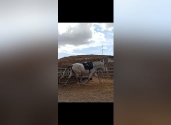 PRE, Yegua, 11 años, 168 cm, Tordo