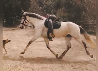 PRE, Yegua, 11 años, 168 cm, Tordo