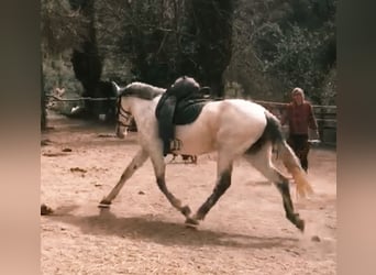 PRE, Yegua, 11 años, 168 cm, Tordo
