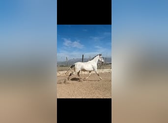 PRE, Yegua, 11 años, 168 cm, Tordo