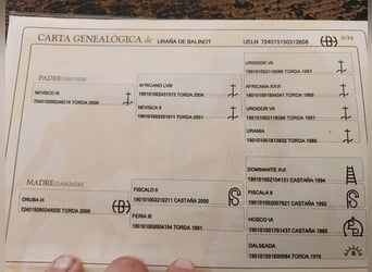 PRE, Yegua, 11 años, 168 cm, Tordo