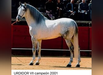 PRE, Yegua, 11 años, 168 cm, Tordo