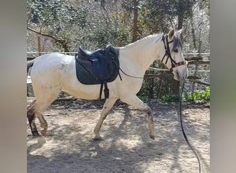 PRE, Yegua, 11 años, 168 cm, Tordo