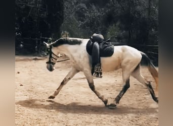 PRE, Yegua, 11 años, 168 cm, Tordo