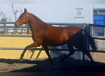 PRE Mestizo, Yegua, 11 años