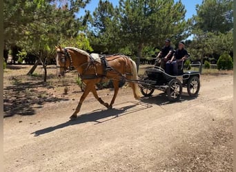 PRE Mestizo, Yegua, 11 años, Perla