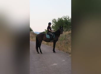 PRE Mestizo, Yegua, 12 años, 162 cm, Morcillo
