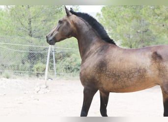 PRE, Yegua, 12 años, 163 cm, Buckskin/Bayo