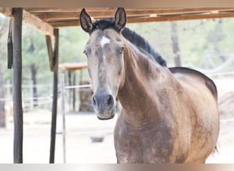 PRE, Yegua, 12 años, 163 cm, Buckskin/Bayo