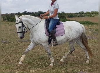 PRE, Yegua, 12 años, 163 cm, Tordo rodado