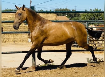 PRE Mestizo, Yegua, 12 años, 164 cm, Bayo