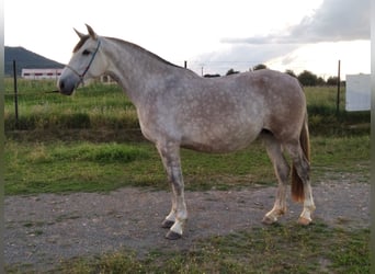 PRE, Yegua, 12 años, 170 cm, Tordo picazo
