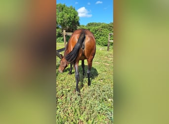 PRE, Yegua, 12 años, Castaño