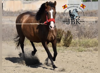 PRE, Yegua, 12 años, Castaño