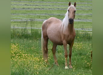 PRE, Yegua, 12 años, Palomino