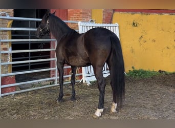 PRE, Yegua, 13 años, 160 cm, Negro