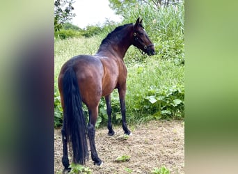 PRE Mestizo, Yegua, 13 años, 162 cm, Castaño