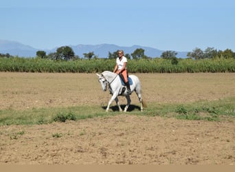 PRE, Yegua, 13 años, 163 cm, Tordo rodado