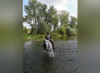 PRE, Yegua, 13 años, 163 cm, Tordo rodado