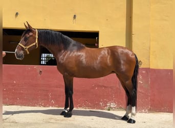 PRE Mestizo, Yegua, 13 años, 165 cm, Castaño