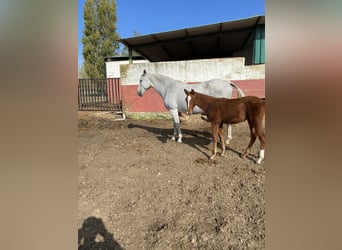 PRE, Yegua, 13 años, 170 cm, Tordo picazo