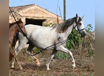 PRE Mestizo, Yegua, 14 años, 164 cm, Tordo