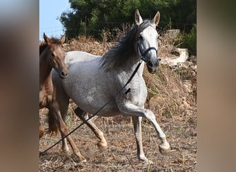 PRE Mestizo, Yegua, 14 años, 164 cm, Tordo