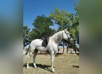 PRE Mestizo, Yegua, 15 años, 152 cm, Tordo