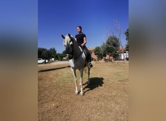 PRE Mestizo, Yegua, 15 años, 152 cm, Tordo