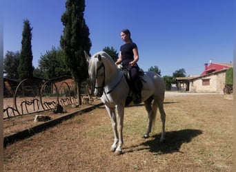 PRE Mestizo, Yegua, 15 años, 152 cm, Tordo