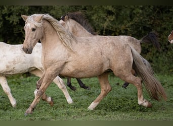 PRE Mestizo, Yegua, 15 años, 156 cm, Palomino