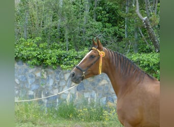 PRE, Yegua, 15 años, 164 cm, Castaño claro