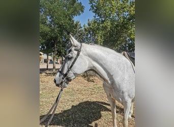 PRE Mestizo, Yegua, 16 años, 152 cm, Tordo