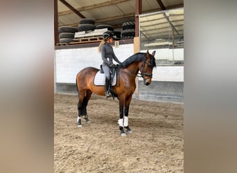 PRE, Yegua, 17 años, 162 cm, Castaño