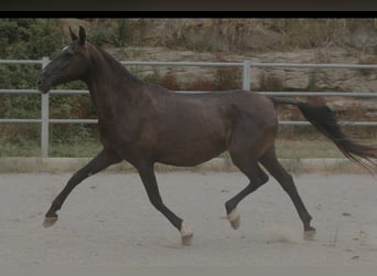 PRE Mestizo, Yegua, 17 años, 164 cm, Negro