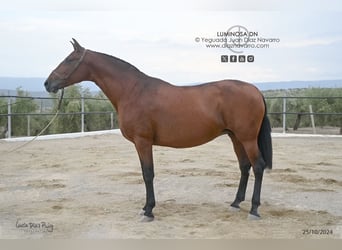 PRE Mestizo, Yegua, 17 años, 166 cm, Castaño