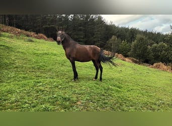 PRE, Yegua, 17 años, Castaño oscuro