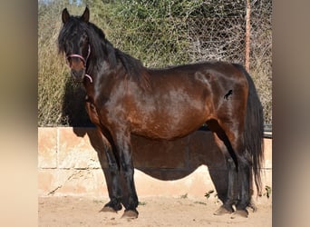 PRE, Yegua, 18 años, 156 cm, Castaño oscuro