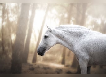 PRE, Yegua, 18 años, 160 cm, Tordo picazo