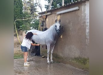 PRE Mestizo, Yegua, 18 años, 175 cm, Tordo